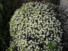 Ptilotrichum spinosum